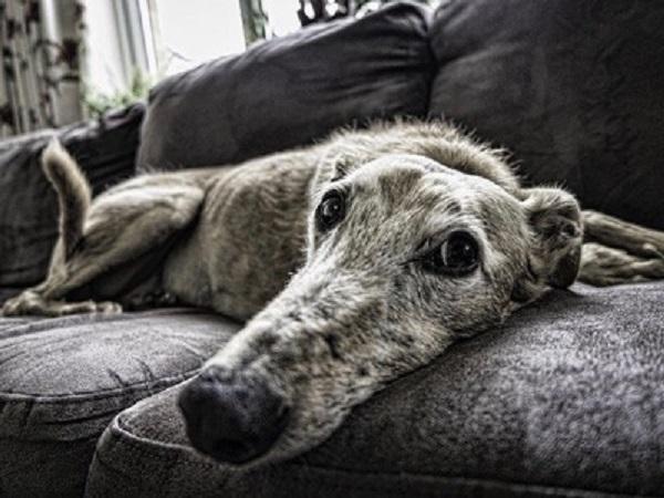 ソファーに寝そべる犬