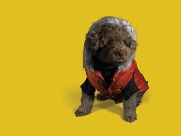 犬のうんちを拾う飼い主