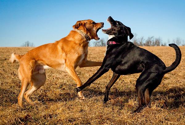 草原でじゃれあう２匹の犬