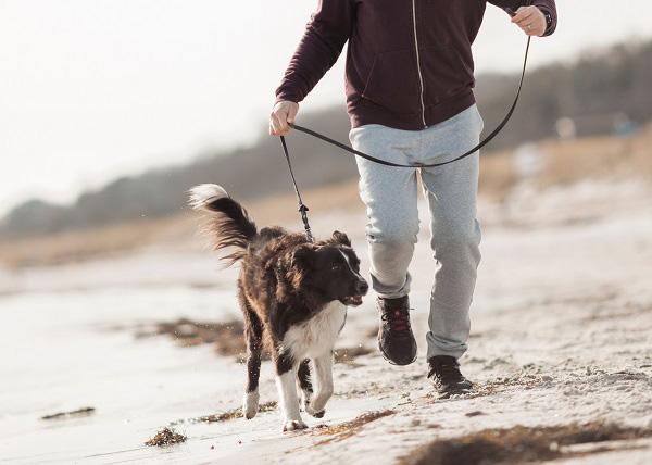 診察してもらう犬