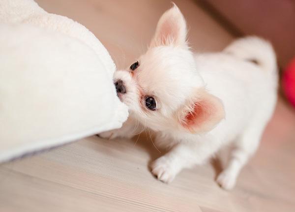 クッションを引っ張る子犬