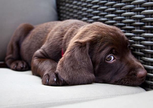 ソファーに寝そべる犬