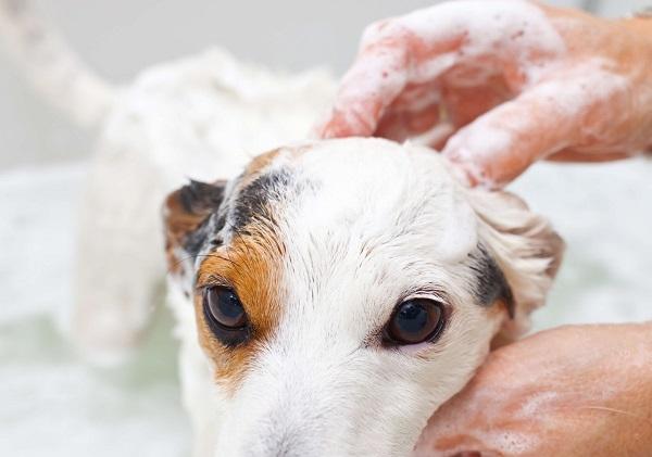 シャンプしてもらう犬