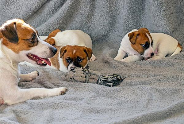 寝そべる３匹の犬