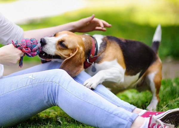 飼い主とおもちゃで遊ぶ犬