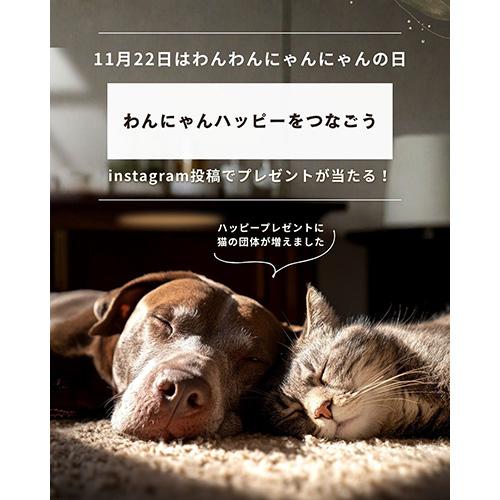 11.22は「わんわんにゃんにゃんの日」パートナーと過ごす