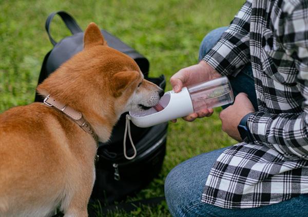 水を飲む犬