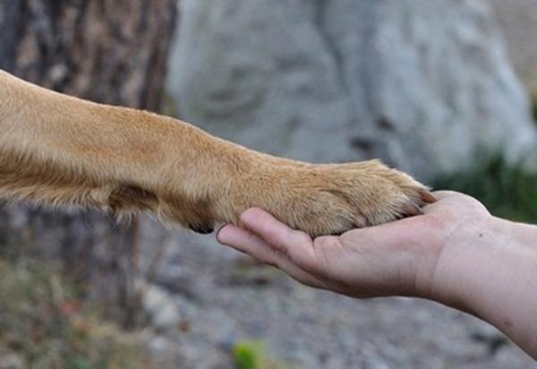 屋外で愛犬の体を優しく支えながら、笑顔で見つめ合う女性飼い主の様子