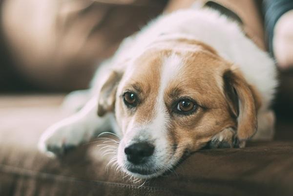 人の手のひらにそっと前足を重ねる犬の足元クローズアップ