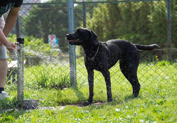 散歩中にリードに繋がれながら、草むらのニオイを一生懸命に嗅いでいる白い犬