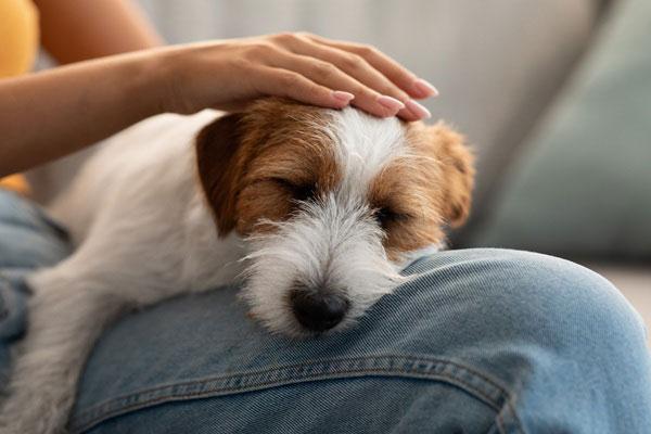 室内のお気に入りのベッドの上で、安心してスヤスヤと眠る室内犬