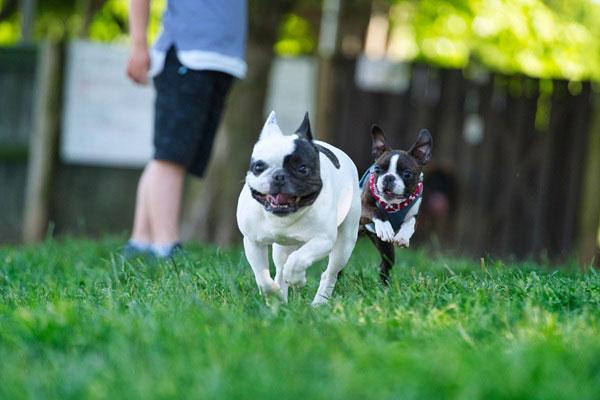 散歩で走り回る犬