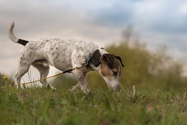 クンクンと嗅いで探索している犬
