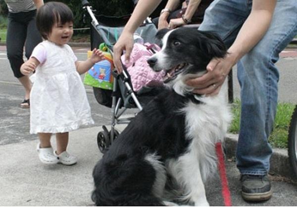 犬と触れ合う様子