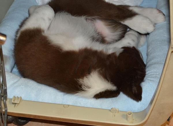 眠る子犬