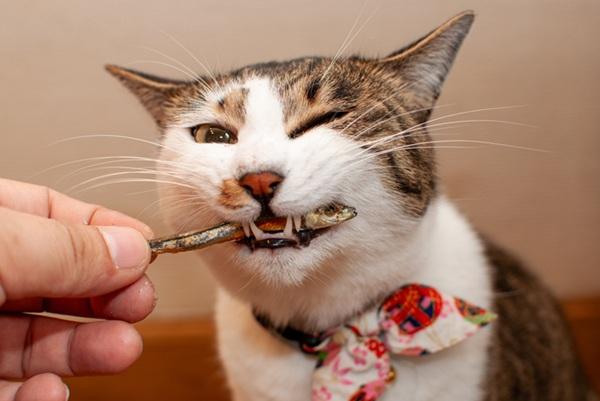 おやつを食べる猫