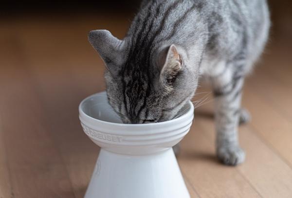 ご飯を食べる猫
