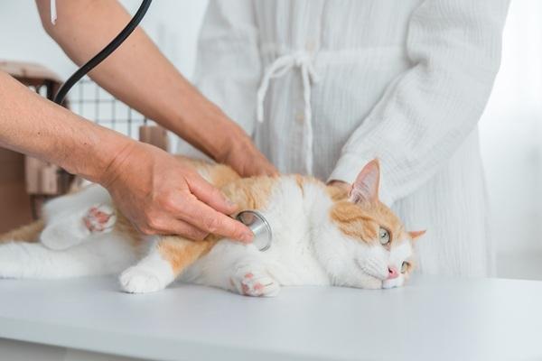 診察を受ける猫