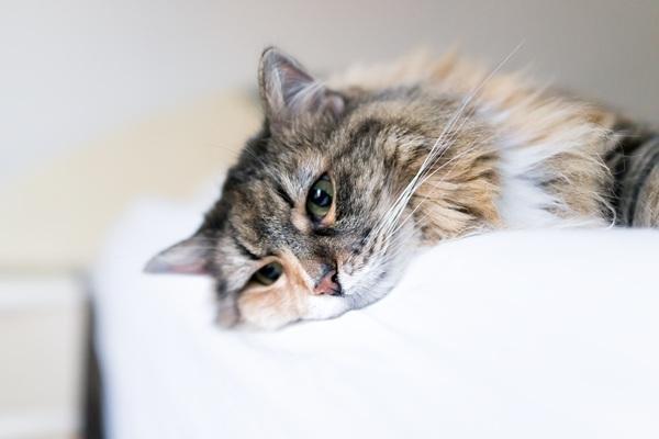 横になる猫