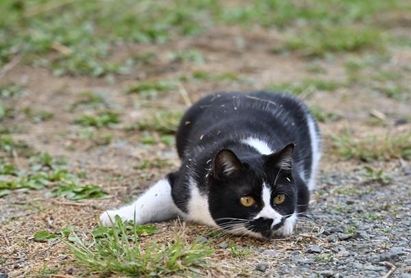 伏せをする猫