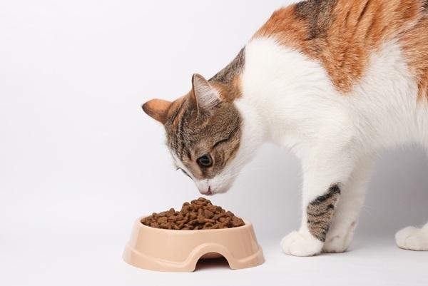 フードを匂う猫