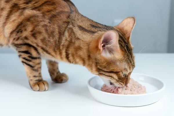 ご飯を食べる猫