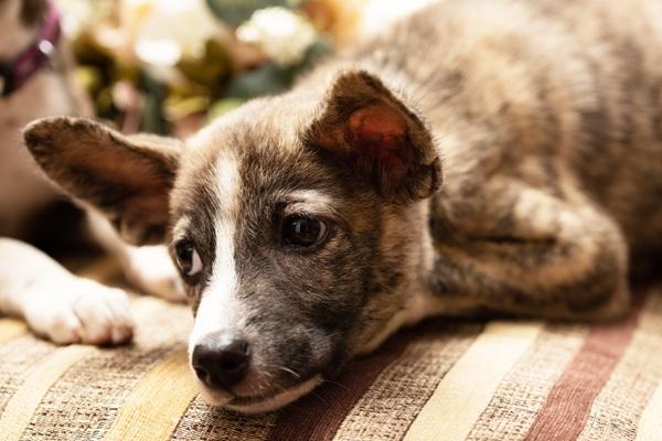 足先を気にする犬