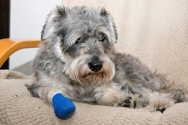足に包帯を巻いた犬