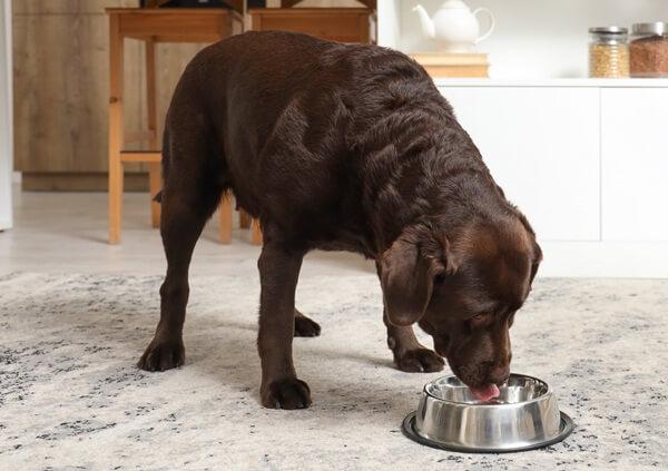 お水を飲む犬