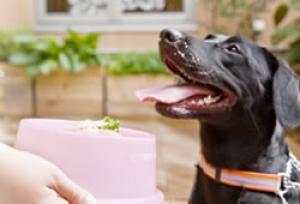 ホリスティックケア・カウンセラーが選ぶ安全なナチュラル商品