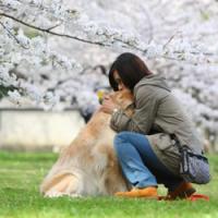 シニア犬との