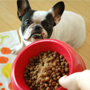 ドライフードお探しですか？ホリスティックケア・カウンセラーがぴったりなドライフード選びをお手伝いします