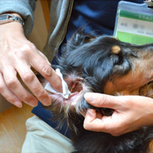 耳のホームケアについて 新しい提案