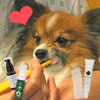 【プロが教える】愛犬の歯磨きの方法を解説！嫌がるときにおすすめのケア用品も紹介