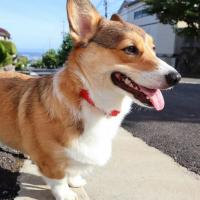 成犬用フードに変えるタイミングとは