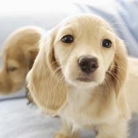 初めての仔犬(子犬) 食事カレンダー