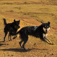 一万年前のヒトと犬から学ぶ「食の悩み」