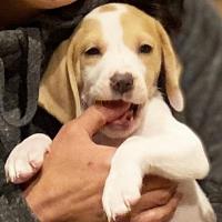 子犬のおやつ選びに外せないポイントとは？