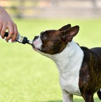 犬の水分不足～何が起きるの？