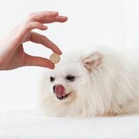 専門家おすすめの愛犬用サプリ！いつから始めるべき？選び方のポイントもご紹介