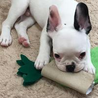プロが解説！子犬期のお悩み解決します【しつけ編】