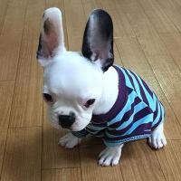 プロが解説！子犬期のお悩み解決します【コマンド編】