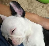 プロが解説！子犬期のお悩み解決します【ケア編】