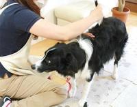 大型犬のための情報満載！プロに学ぶ、大型犬のグルーミング