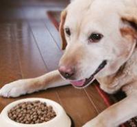 シニア犬との暮らし方 食事編