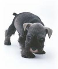 初めての仔犬(子犬) まず知っておきたいこと