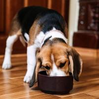 愛犬に合ったフード探し