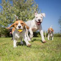 【ペットフーディスト監修】GREEN DOG & CATがおすすめしたい「基本のごはんのカタチ」