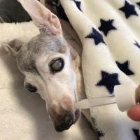 【スタッフブログ】私のシニア犬介護～ごはんの変化