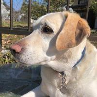 【連載コラム】「日々のあわい」（第3回）子供が犬に物を投げる問題